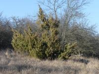 Jalovec obecný (Juniperus communis)