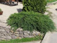 Jalovec chvojka 'Tamariscifolia' (Juniperus sabina)