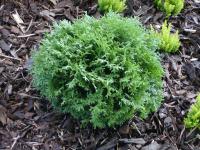 Zerav západní 'Little Gem' (Thuja occidentalis)