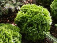Zerav západní 'Little Gem' (Thuja occidentalis)