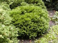 Zerav západní 'Globosa' (Thuja occidentalis)