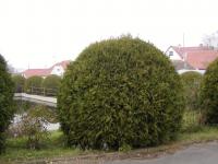 Zerav západní 'Globosa' (Thuja occidentalis)