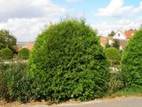 Zerav západní 'Globosa' (Thuja occidentalis)