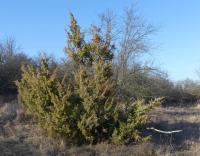 Jalovec obecný (Juniperus communis)