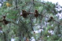 Borovice pichlavá - šišky