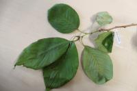 Višeň jedoská (Prunus x yedoensis)