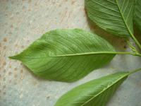 Višeň jedoská (Prunus x yedoensis)