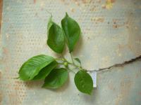 Višeň jedoská (Prunus x yedoensis)