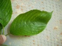 Višeň jedoská (Prunus x yedoensis)