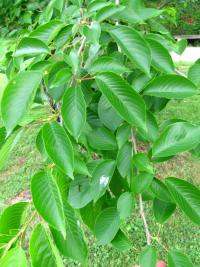 Višeň jedoská (Prunus x yedoensis)