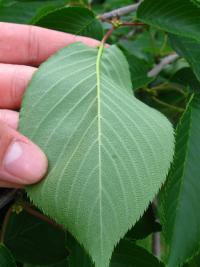 Višeň jedoská (Prunus x yedoensis)