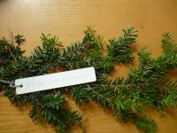 Jedlovec různolistý