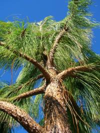 Borovice rozložená