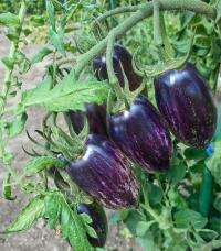 Lilek rajče 'Atomic Grape' (Solanum lycopersicum)