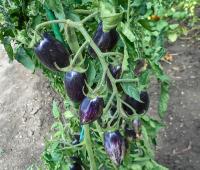 Lilek rajče 'Atomic Grape' (Solanum lycopersicum)