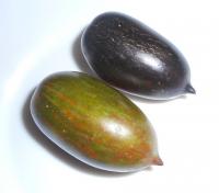 Lilek rajče 'Atomic Grape' (Solanum lycopersicum)