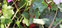 Pelargonie - plíseň na listech