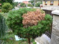 Borovice černá Brepo - zrznutí jehličí (Pinus nigra)