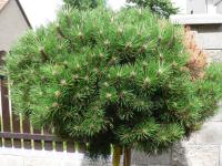 Borovice černá Brepo (Pinus nigra)