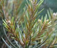 Borovice jednolistá