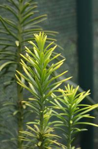 Hlavotis peckovicový 'Korean Gold' (Cephalotaxus harringtonii)