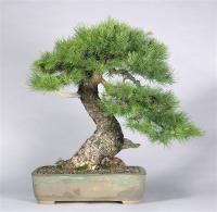 Modřín opadavý - bonsai (Larix decidua)