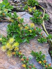 Vrba uťatá (Salix retusa)