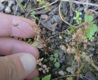 Sítina strboulkatá (Juncus capitatus)
