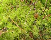 Dvouhrotec čeřitý (Dicranum polysetum)