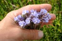 Svazenka (Phacelia californica)