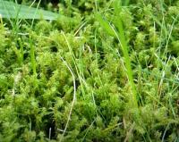 Kostrbatec zelený (Rhytidiadelphus squarrosus)