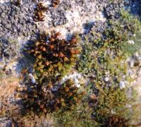 Schistidium (Schistidium)