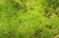 Rašeliník Girgensohnův (Sphagnum girgensohnii)