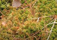 Rašeliník člunkolistý (Sphagnum palustre)