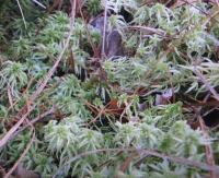 Rašeliník kostrbatý (Sphagnum squarrosum)