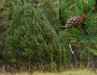 Borovice pyrenejská blatka