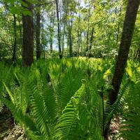 Europäischer Straußenfarn (Matteuccia struthiopteris)