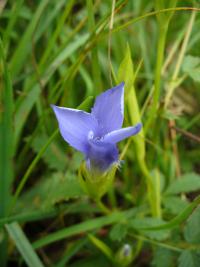 Hořec brvitý (Gentianopsis ciliata)