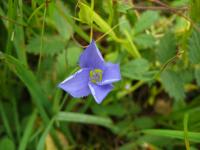 Hořec brvitý (Gentianopsis ciliata)