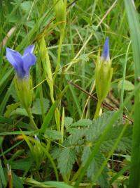 Hořec brvitý (Gentianopsis ciliata)