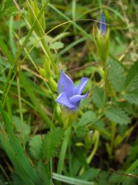 Hořec brvitý (Gentianopsis ciliata)