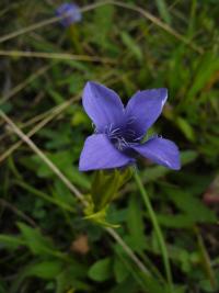 Hořec brvitý (Gentianopsis ciliata)