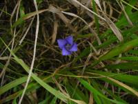 Hořec brvitý (Gentianopsis ciliata)