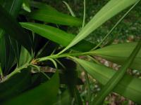 Nohoplod (Podocarpus macrophyllus)