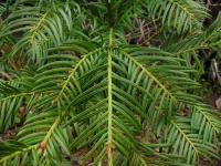 Hlavotis Fortuneův (Cephalotaxus fortunei)