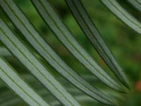 Hlavotis Fortuneův (Cephalotaxus fortunei)