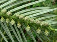 Hlavotis Fortuneův (Cephalotaxus fortunei)