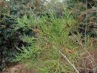 Actinostrobus (Actinostrobus pyramidalis)