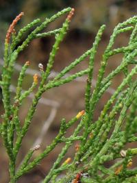 Actinostrobus (Actinostrobus pyramidalis)