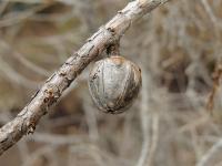 Actinostrobus (Actinostrobus pyramidalis)